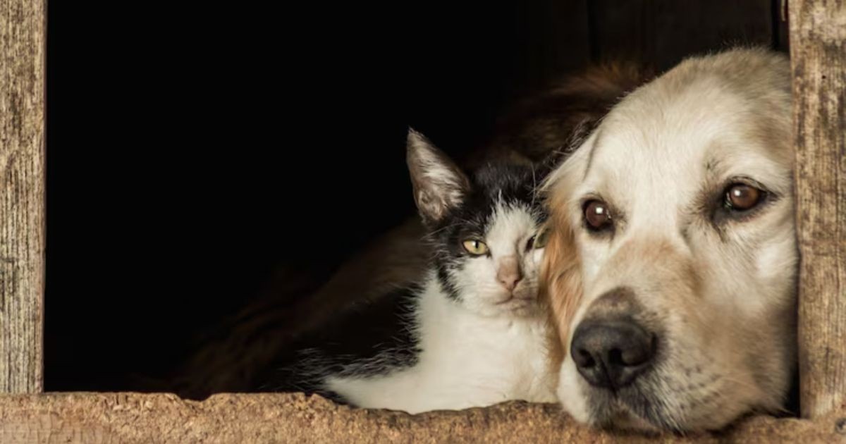 Como tirar o cheiro de xixi de cachorro e gato da casa
