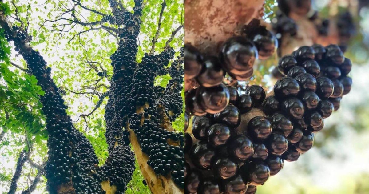 Maior fazenda de jabuticabas do mundo com 42 mil pés fica em Goiás e virou atração turística com desafio que ninguém consegue completar