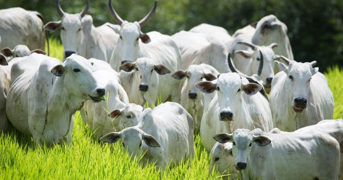 Preço do boi gordo renova recordes e arroba supera R$ 380 na B3