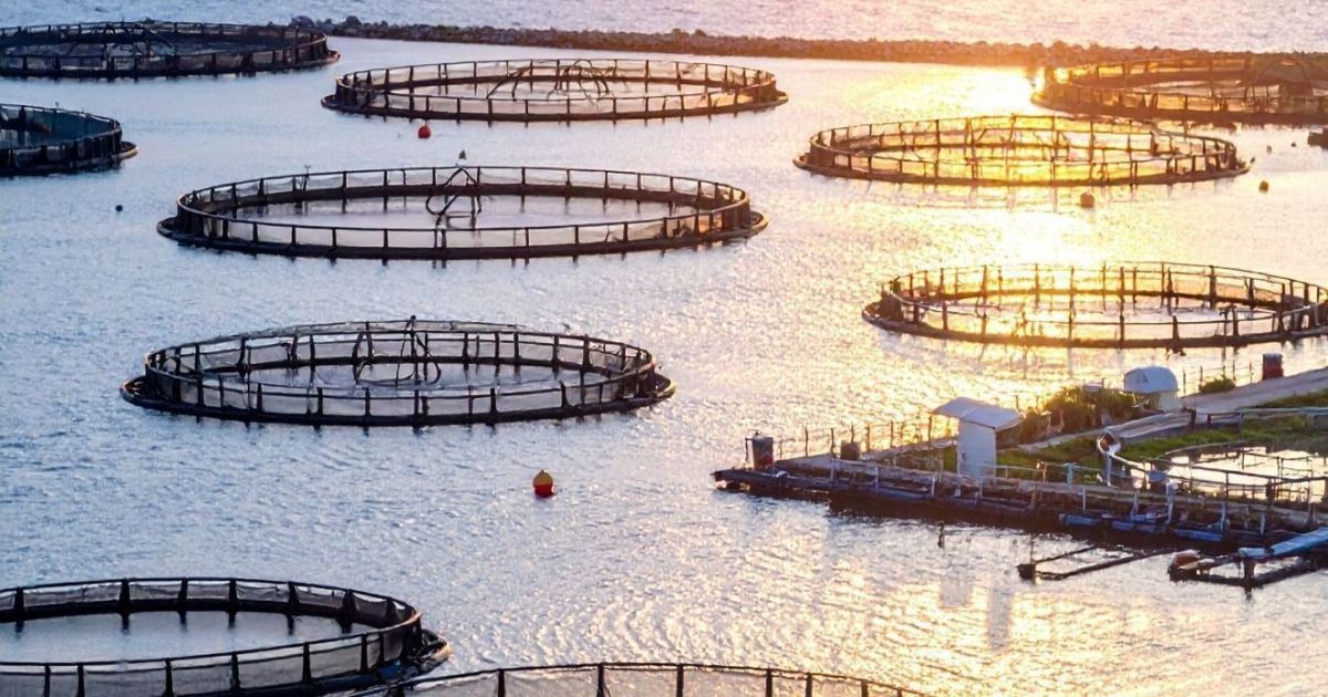 Produção de peixes cresce 7,1% em 2025, e produção de camarão bate recorde