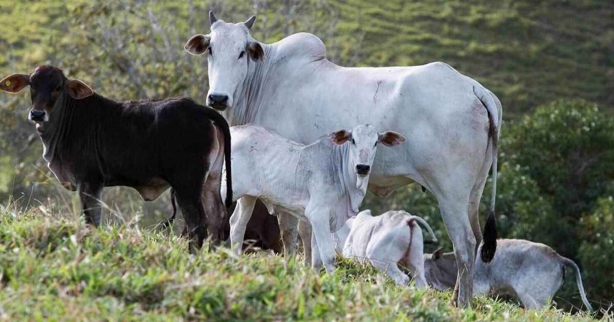 As cidades brasileiras onde os bichos são mais numerosos que os moradores