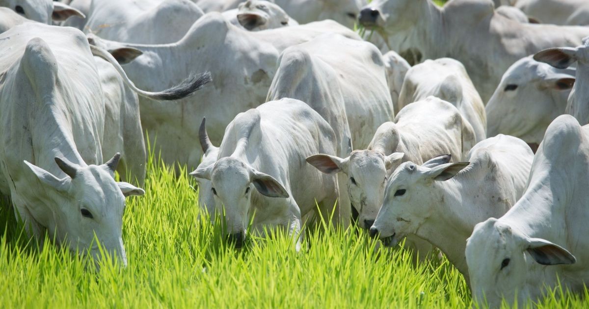 Produção pecuária é a menor em três anos, aponta IBGE