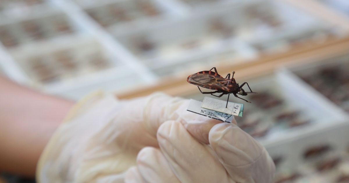 Doença de Chagas: Projeto busca prevenir transmissão de mãe para filho