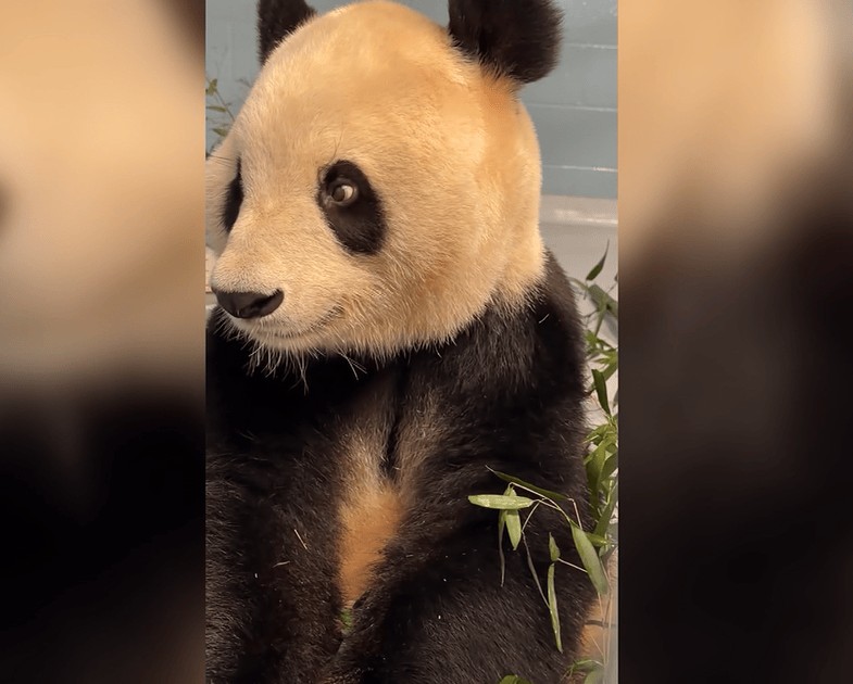 Vídeo: Zoológico dos EUA divulga imagens de pandas enviados pela China