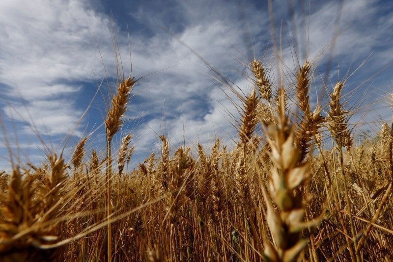 Segurança alimentar exige crédito, seguro rural e comércio aberto