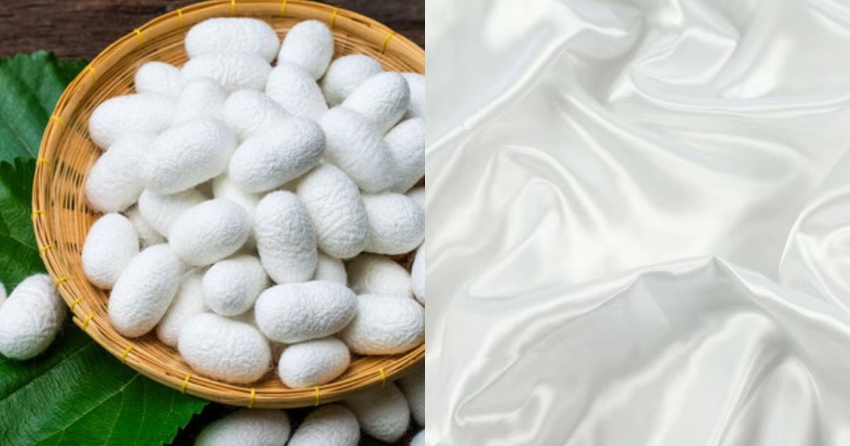 Por que veganos não usam seda? As roupas mais caras do mundo dependem da morte de milhões de larvas