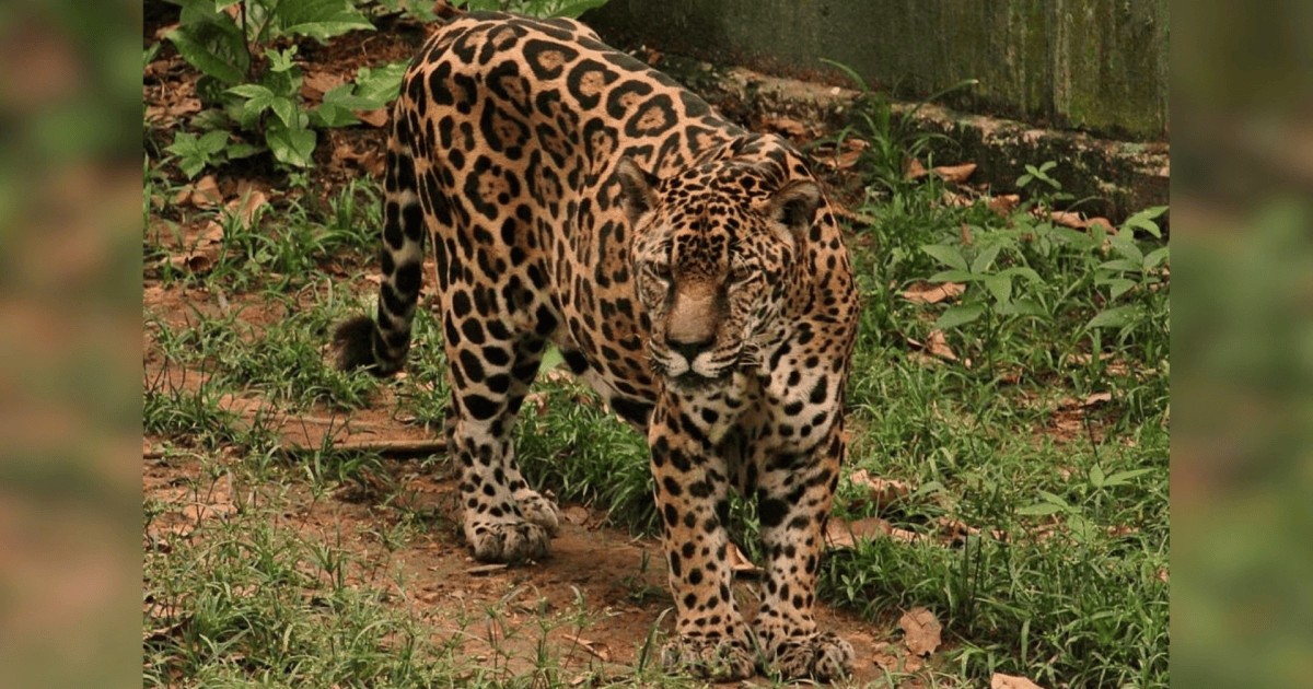 Onça-pintada do Exército Brasileiro bate recorde mundial de longevidade e entra no Guinness World Records com 25 anos e 90 dias de idade