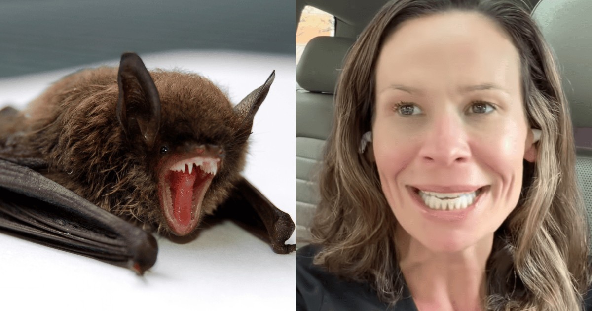 Médica acorda com morcego “gosmento e peludo” tentando entrar em sua boca