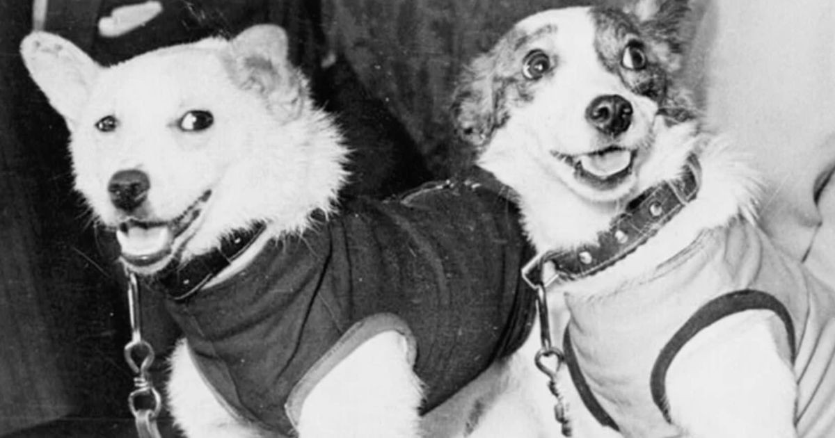 Dois cães soviéticos retornaram de uma missão espacial e deram início aos estudos dos efeitos das viagens espaciais