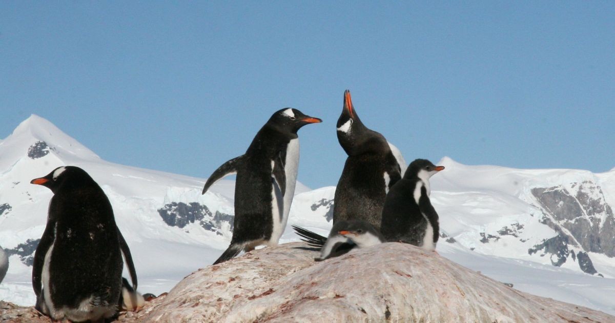 Uma nova espécie de pinguim é encontrada por pesquisadores pela primeira vez em cem anos