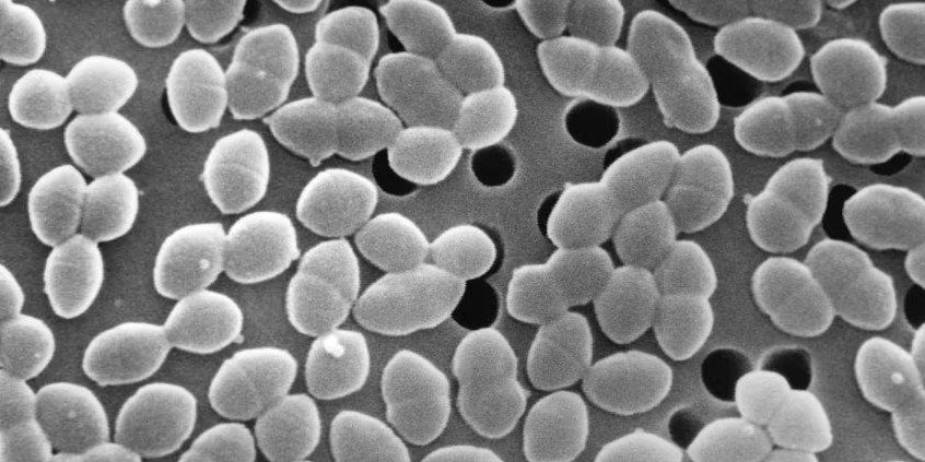 Ingerir açúcar durante o tratamento com antibióticos pode prejudicar a microbiota intestinal