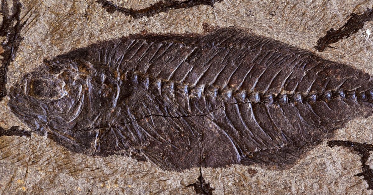 Oceano perdido no deserto: centenas de fósseis revelam como a vida marinha se regenerou após a extinção dos dinossauros