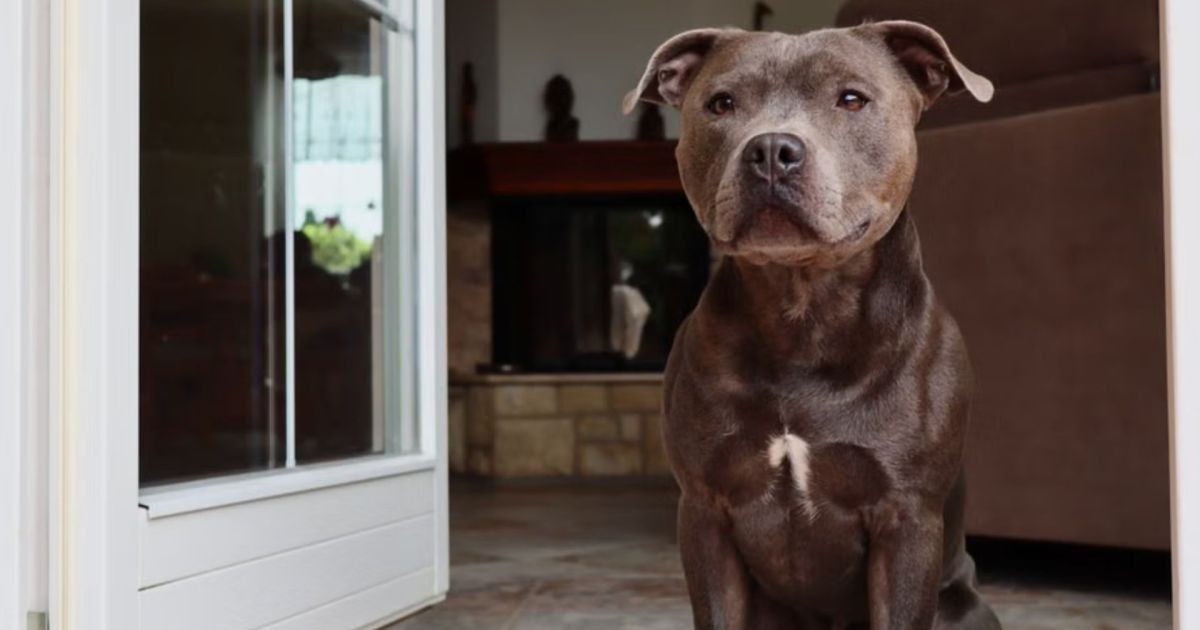 Cachorro sabe quando o dono vai chegar? O cheiro que fica pela casa pode ajudar a explicar o “relógio” dos cães