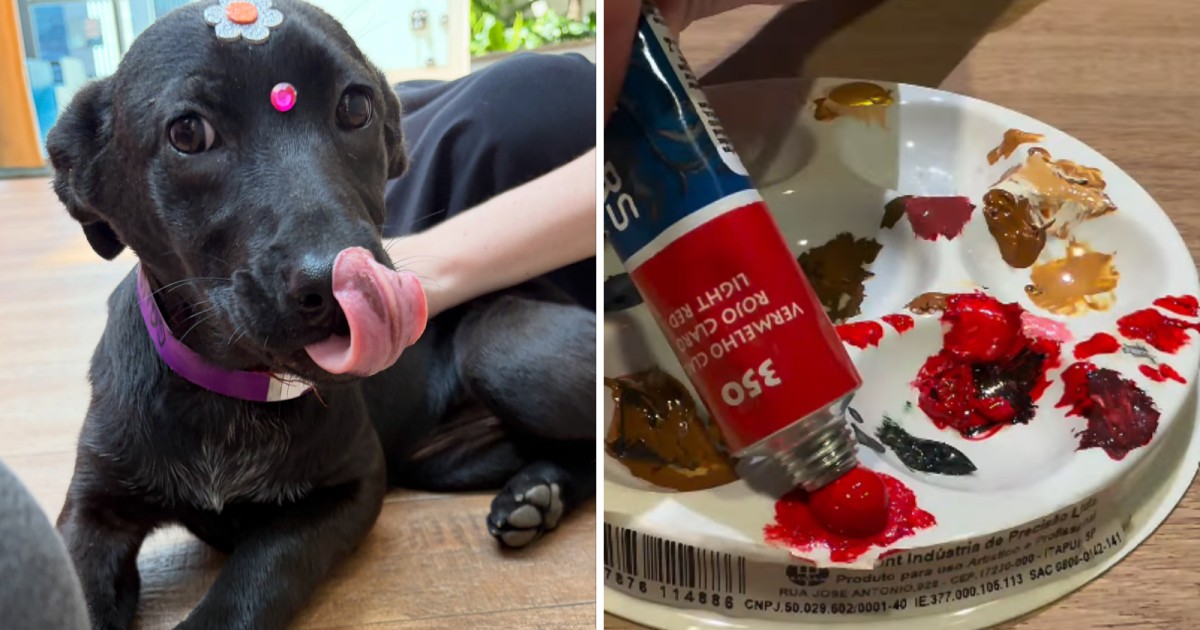 ONG promove feira de adoção com oficina de pintura ao lado dos pets em SP