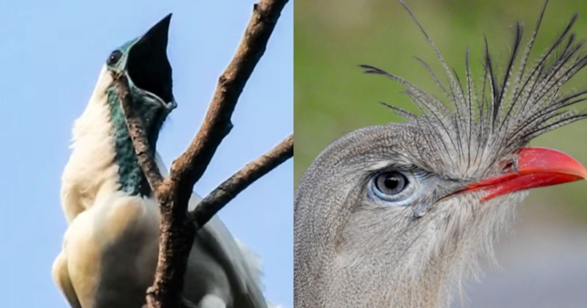 Duas aves brasileiras estão entre as mais barulhentas do mundo; saiba quais são