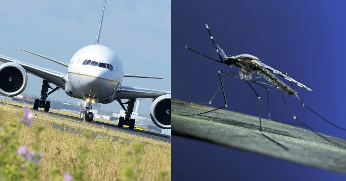 Um mosquito ficou preso no avião durante a decolagem e atravessou o mundo, causando mortes por malária na Europa