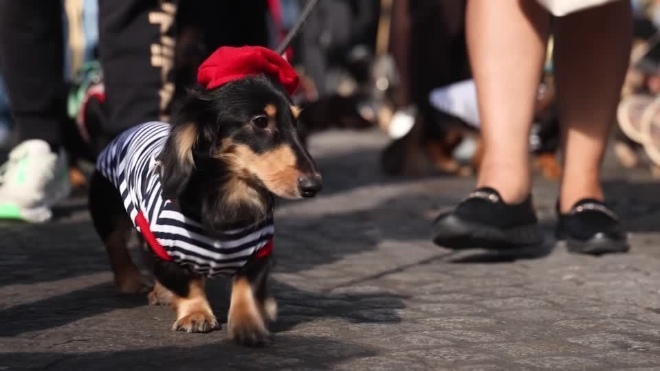 Cães salsicha roubam a cena durante Semana de Moda de Paris; veja fotos