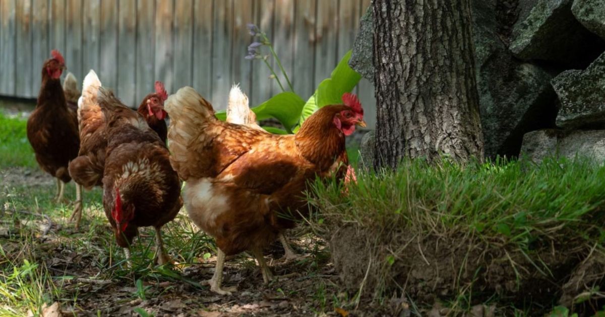 250 galinhas seriam abatidas aos 18 meses; resgate muda destino das aves e agora elas aguardam adoção