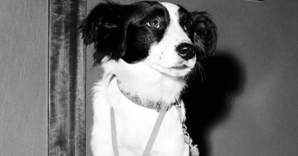 Polícia procurou por uma semana, mas foi um cachorro que encontrou a taça da Copa do Mundo perdida em Londres
