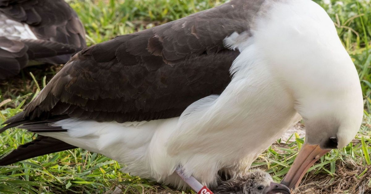 Com anilha desde 1956, ave mais velha conhecida na natureza ainda retorna ao mesmo lugar quase 70 anos depois