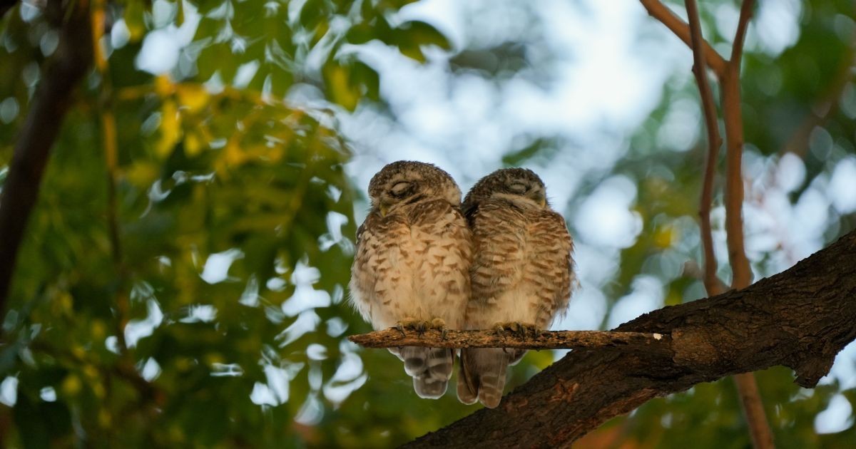 Por que os pássaros não caem do galho enquanto dormem? Entenda como funciona a “trava” que existe nos músculos desses animais