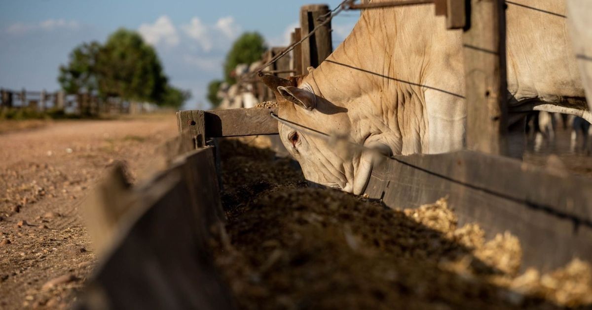 Crédito privado vira aposta para pecuaristas ampliarem confinamento
