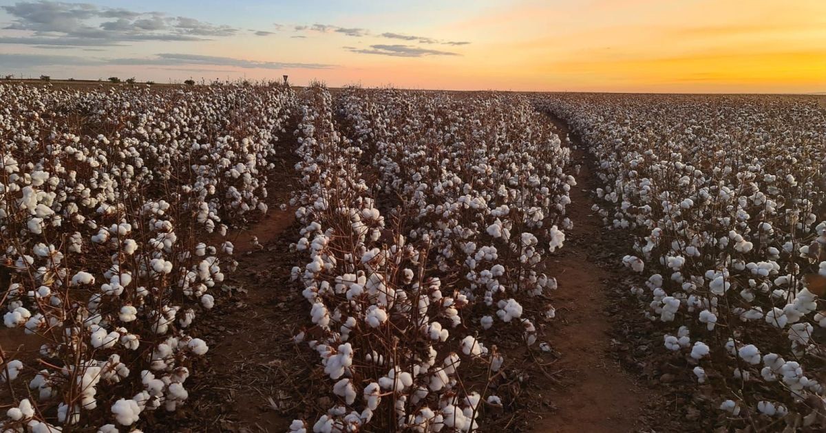 Produtores de algodão reduzem uso de defensivos e água, mostra, relatório