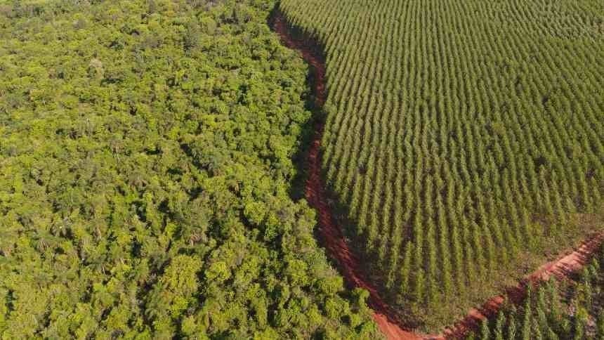 Área de florestas cultivadas cresceu em Mato Grosso do Sul, diz Ibá
