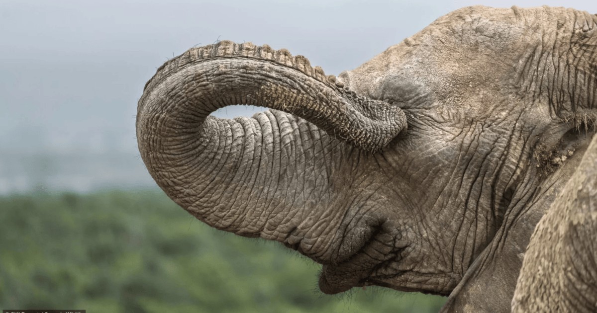 “Louva-a-deus sexy” e “Jacaré Elvis”: veja as finalistas do Comedy Wildlife Awards 2026, premiação internacional destinada a fotos mais engraçadas da vida selvagem