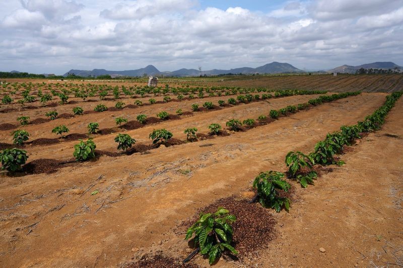 Exportação de café verde do Brasil atinge maior nível em 20 meses