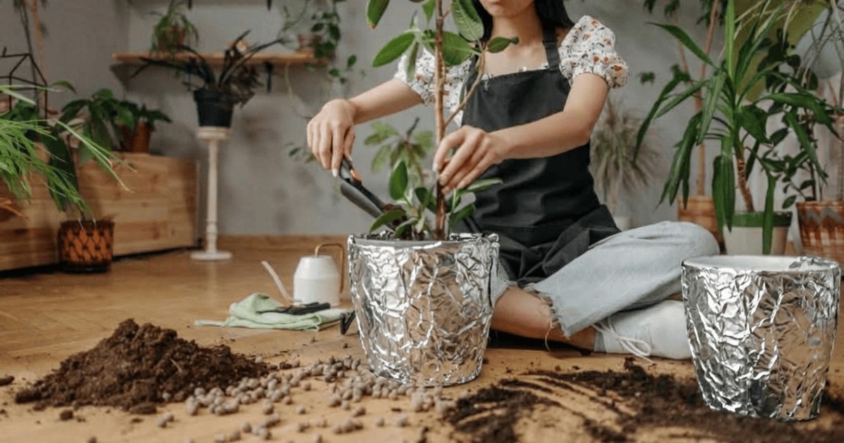 Planta seca rápido e não recebe sol o suficiente? Enrole o vaso em papel alumínio