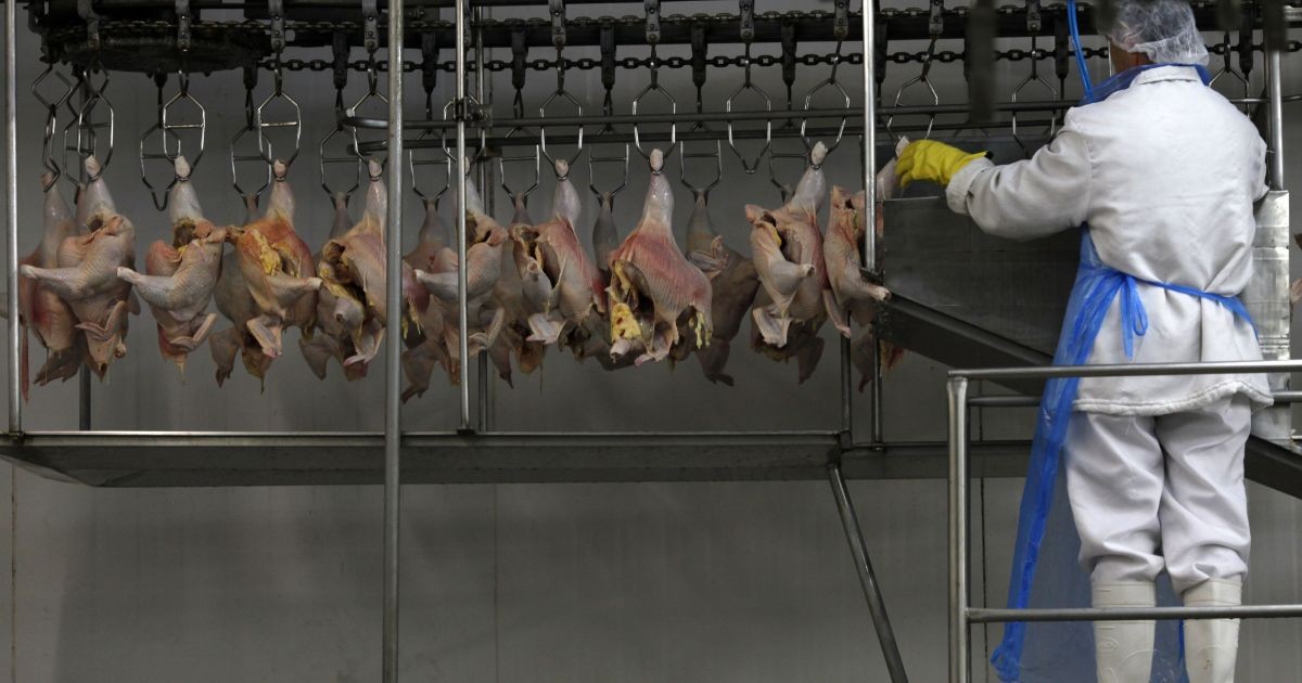Exportação de carne de frango do Brasil cresce 3,7% em setembro