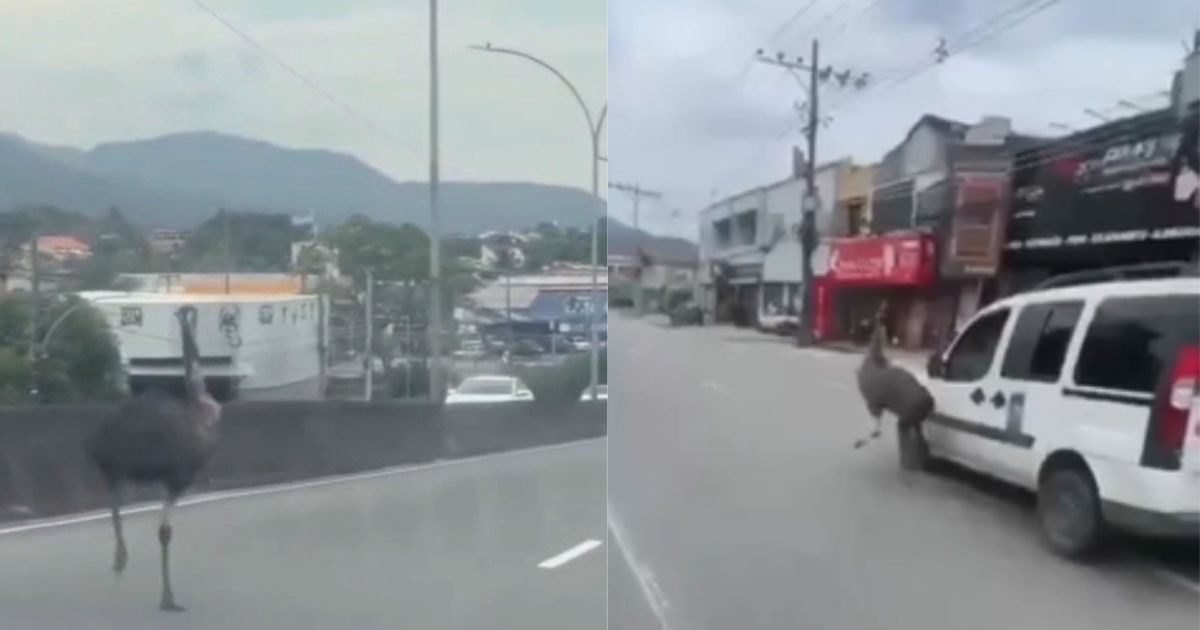 Emu corre entre carros e quase é atropelado no Rio; veja vídeo