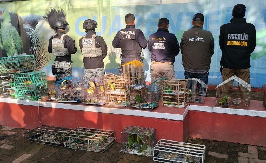 Operação da Interpol prende 233 suspeitos de crimes ambientais