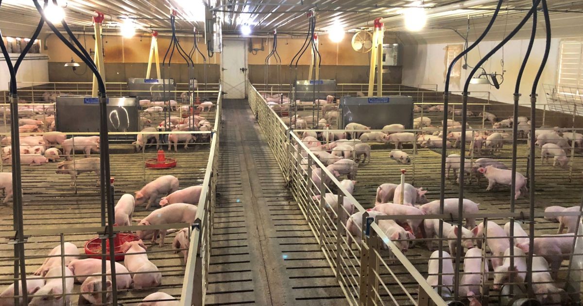 Exportações de carne suína chegam a 1,2 milhão de toneladas até setembro