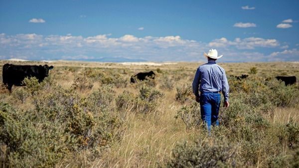 EUA projetam pagamentos recordes de US$ 13,8 bi a agricultores