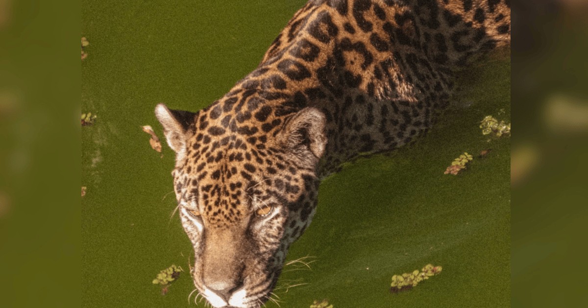 Projeto no Paraná une batalha de rimas e preservação da onça-pintada