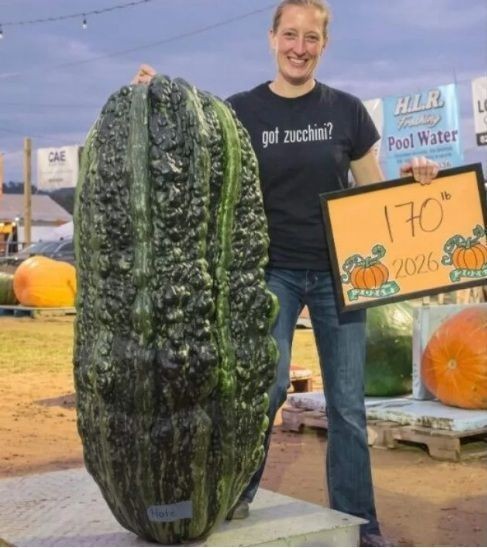 O vegetal gigante cultivado em uma fazenda bate marcas históricas ao atingir impressionantes 77 quilos na América do Norte
