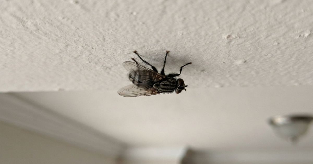 Como a mosca pousa no teto?