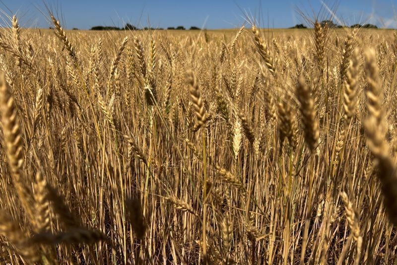 Dívida agrícola nos EUA atinge recorde de 605 bilhões de dólares