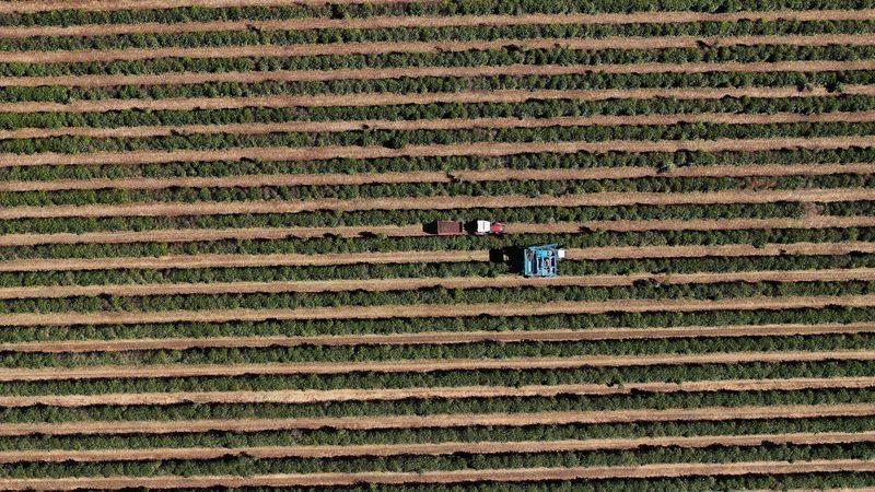 Colômbia projeta colher até 12,5 milhões de sacas de café