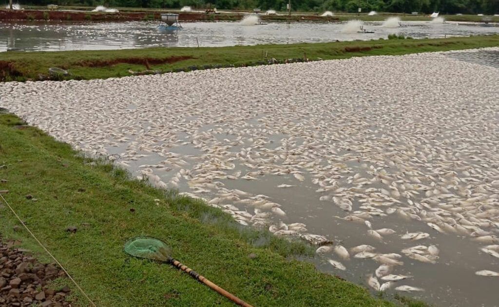 Falta de energia mata 450 mil peixes no Paraná; Copel cita temporais