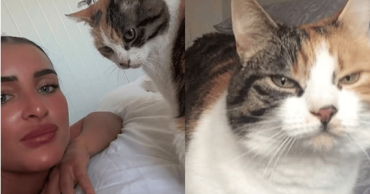 Gata desaparece por dez anos e volta para casa no aniversário da dona: “Saiu numa aventura”