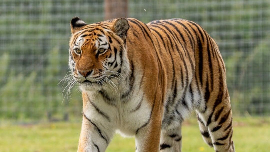 Homem morre após pular em recinto de tigres no Reino Unido