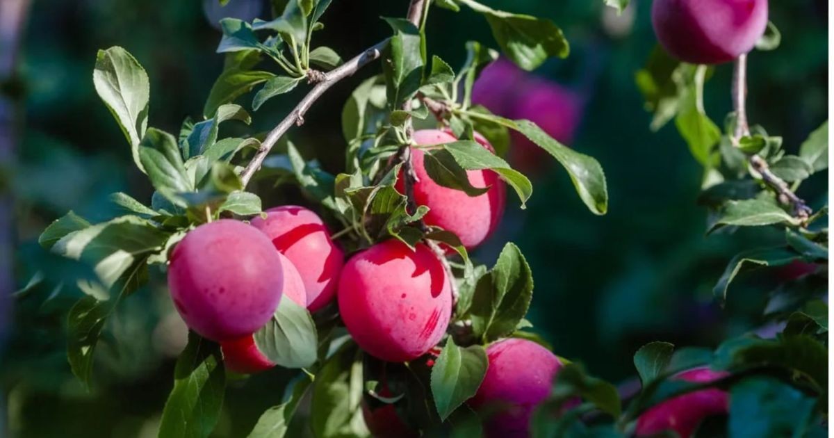 A árvore ideal para pátios pequenos: frutífera, resistente à seca e com raízes que não danificam o piso