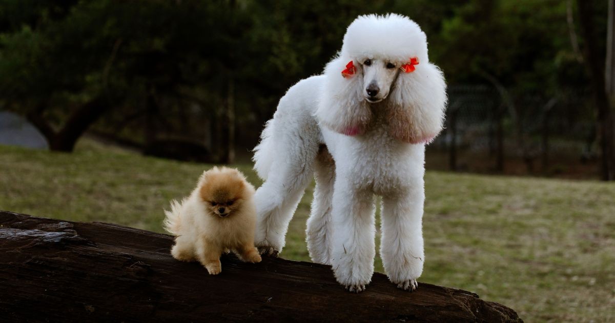 Quer um cachorro que vive mais? Novo estudo sugere que cadelas de porte pequeno envelhecem mais lentamente e são menos afetadas por doenças da idade