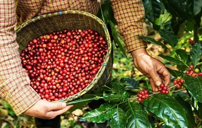 Lideranças do Brasil preparam estratégias para posicionar o agro na Europa