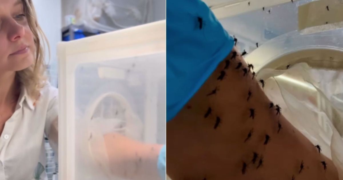 Ela recebe até 500 picadas por semana e já passou por experimento com 250 mosquitos de uma vez – e tudo em nome da ciência