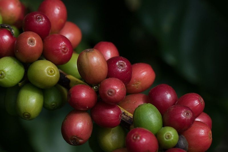 Café arábica avança 1,83% em Nova York com temor sobre oferta