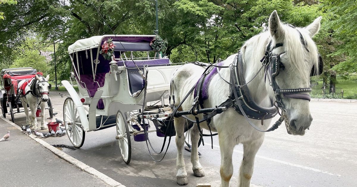 Nova York irá proibir passeios de carruagem no Central Park, diz prefeito